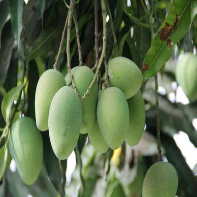 Urban Plants Plants Amrapali Buy Indian variety Mango Plants - medium size (2.5-3.0 feet height) Buy Indian Variety Mango plant Online 