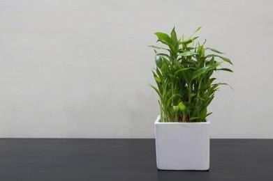 Urban Plants™ Plants Buy 2 Layer Lucky Bamboo - Corporate Gift (set of 30)