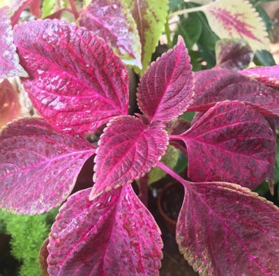 Urban Plants plants Coleus 'Trailing Bleeding Heart'