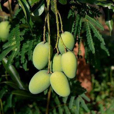 Urban Plants Plants Dasheri Buy Indian variety Mango Plants - medium size (2.5-3.0 feet height) Buy Indian Variety Mango plant Online 