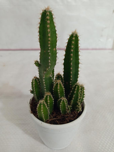 Urban Plants plants Fairy Castle Cactus Non-Grafted Cactus