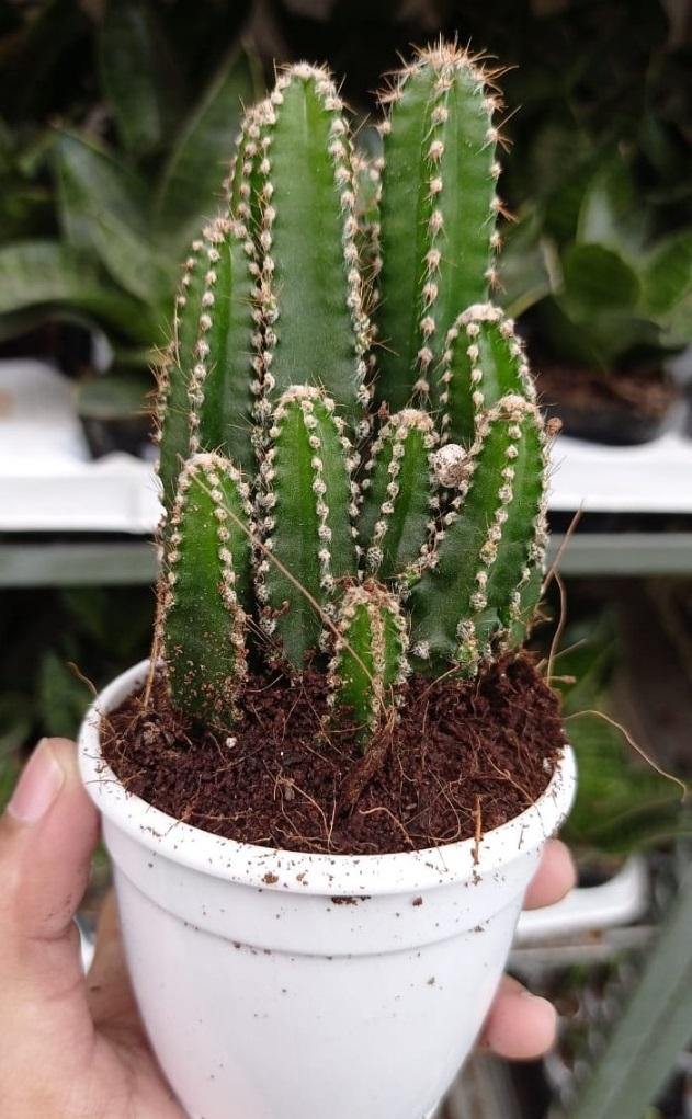 Urban Plants plants Fairy Castle Cactus Non-Grafted Cactus