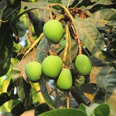 Urban Plants Plants Langra Buy Indian variety Mango Plants - medium size (2.5-3.0 feet height) Buy Indian Variety Mango plant Online 