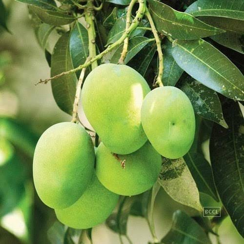 Urban Plants Plants Lucknowa Buy Indian variety Mango Plants - medium size (2.5-3.0 feet height) Buy Indian Variety Mango plant Online 