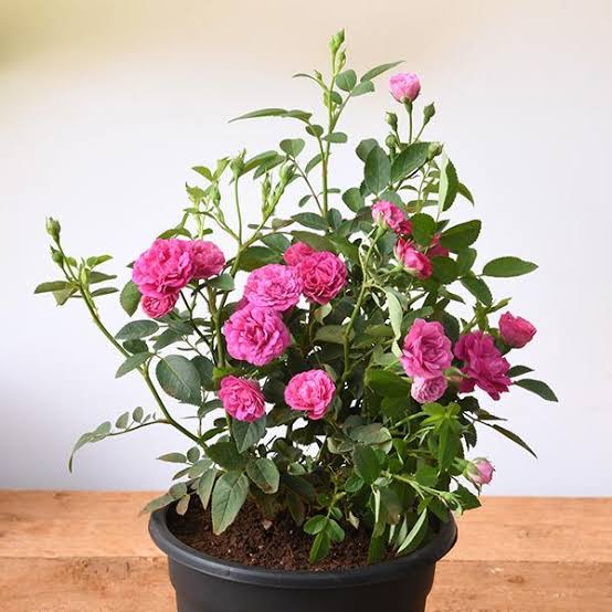 Urban Plants Plants Pink Buy Rose Plant Buy Rose Plant Online 