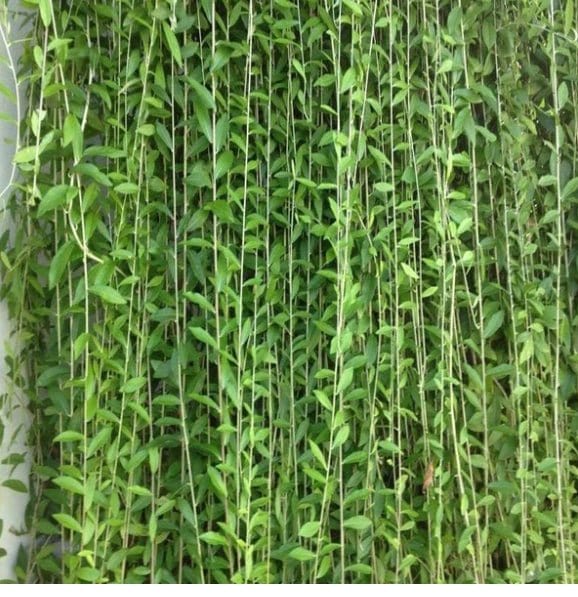 Urban Plants plants Vernonia Elaeagnifolia - Curtain Creeper Vernonia Elaeagnifolia | Buy Curtain Creeper Plants