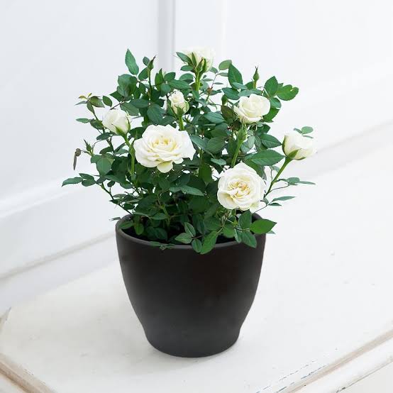 Urban Plants Plants White Buy Rose Plant Buy Rose Plant Online 