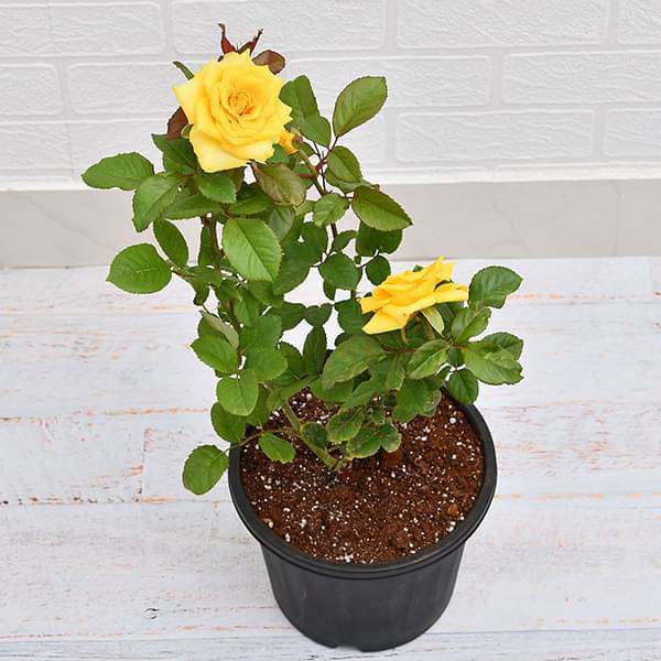 Urban Plants Plants Yellow Buy Rose Plant Buy Rose Plant Online 