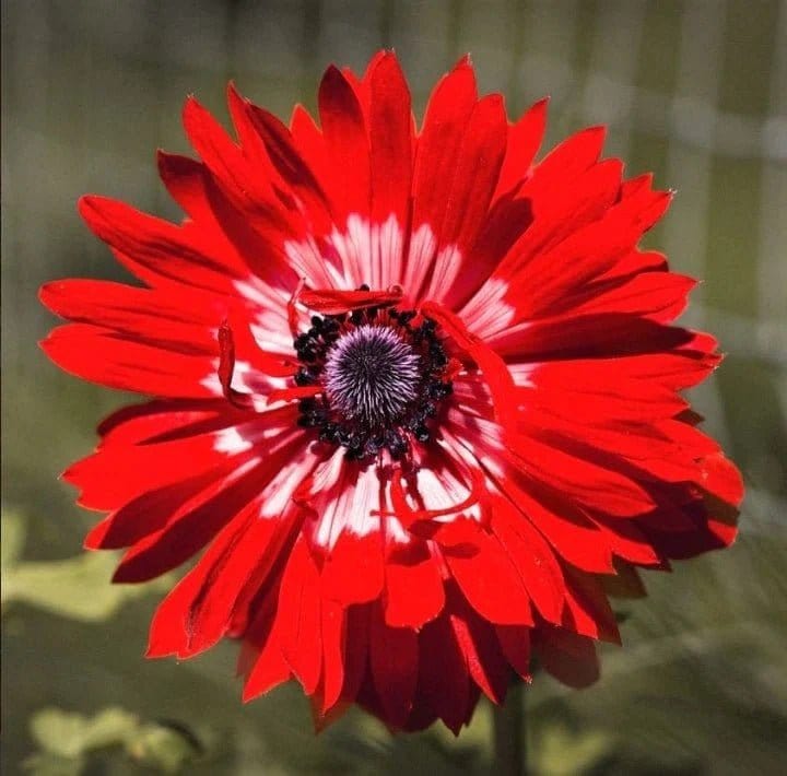 Urban Plants™ Red Buy Anemone Flower bulb (set of 4)