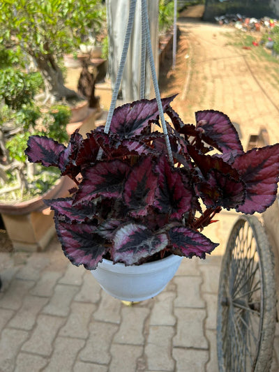 Urban Plants™ Rex Begonia Plant