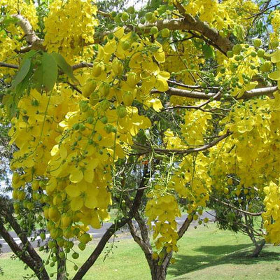 Urban Plants seeds, Cassia Fistula, Golden Shower Tree Buy Cassia Fistula, Golden Shower Tree