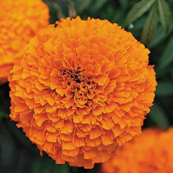 Urban Plants seeds, Marigold Garland Orange Marigold Garland Orange
