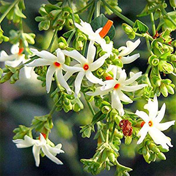 Urban Plants seeds, Nyctanthes arbor-tristis Buy Parijat Tree, Night Flowering Jasmine, Nyctanthes arbor-tristis