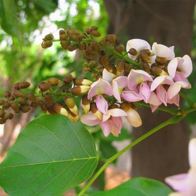 Urban Plants seeds, Pongamia Pinnata, Karanj Buy Pongamia Pinnata, Karanj Tree