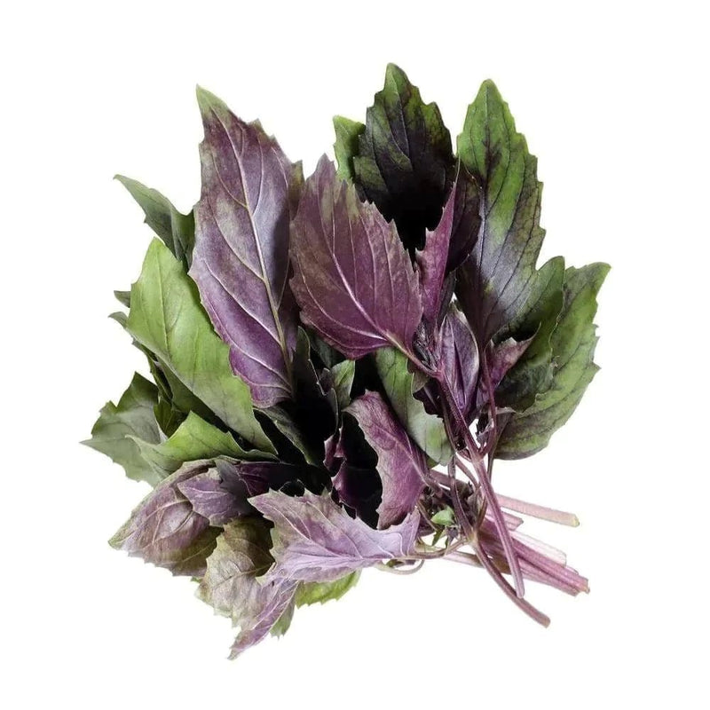 Seeds,-Purple-Basil-Organic-Purple-Basil-Urban-Plants