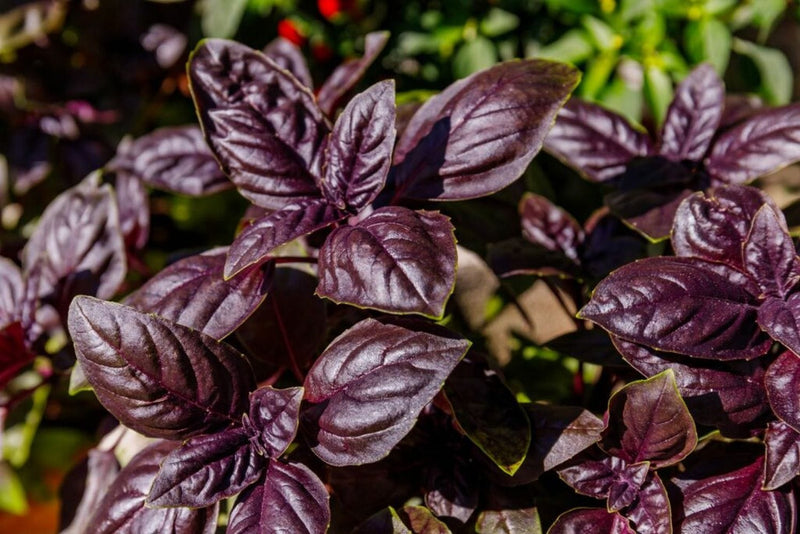 Urban Plants seeds, Purple Basil Organic Purple Basil