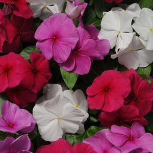 Urban Plants seeds, Vinca Pacifica XP Mix Vinca Pacifica XP Mix