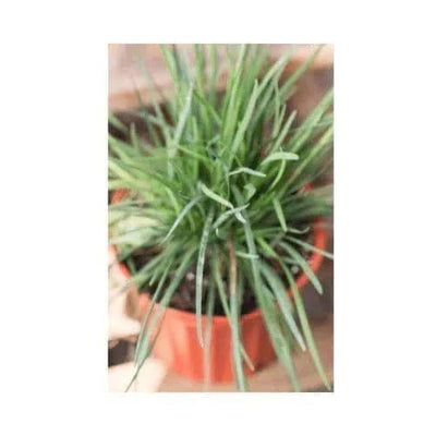 Urban Plants™ Set of 1 / Plastic Buy Lemongrass Plant for Gift