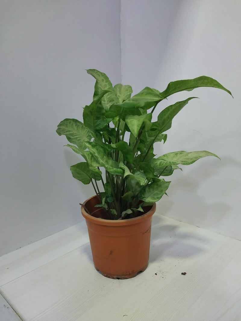 Urban plants Set of 5 White Yami Syngonium plant with pot