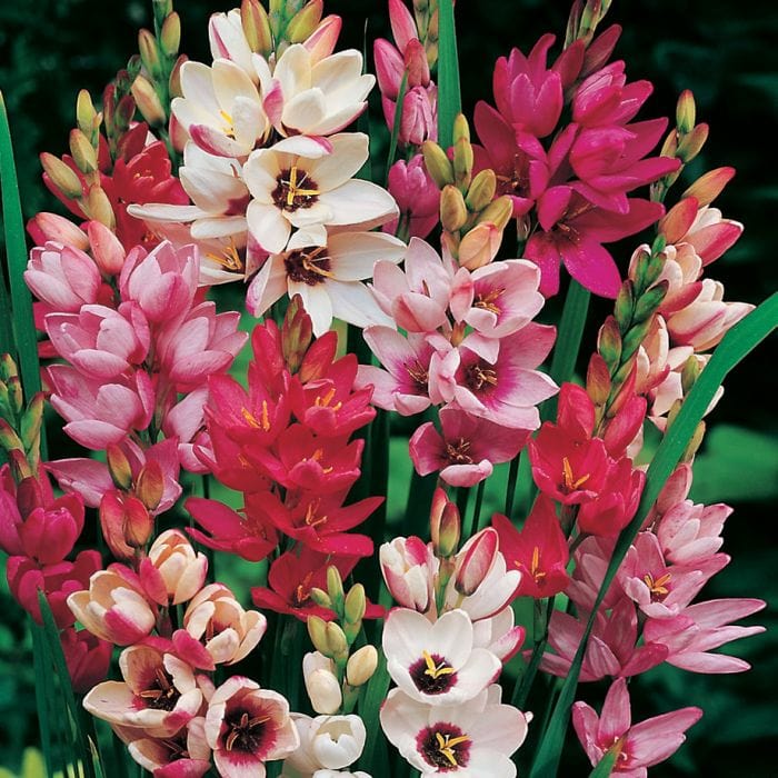 Urban Plants™ Set of 50 Buy Ixia Flower Bulb in Mix color