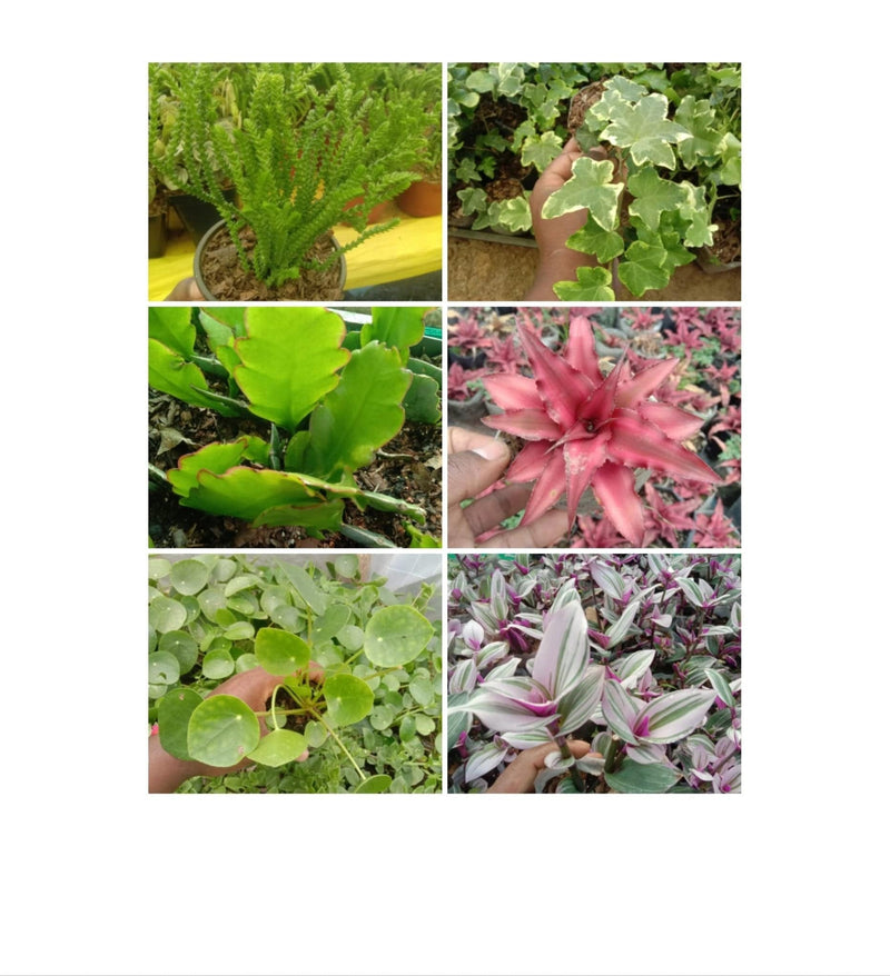 Urban Plants Set of 6 Rare succulent
