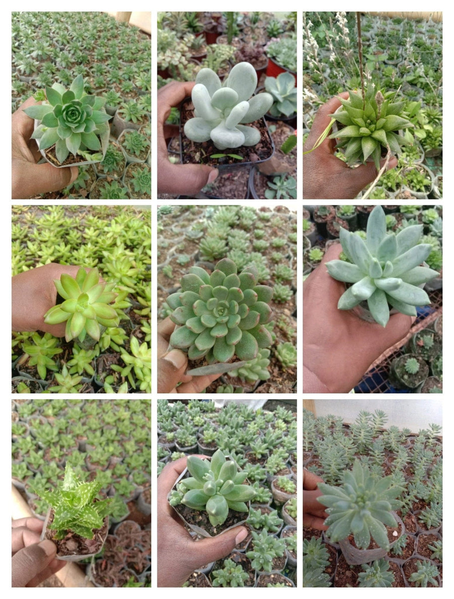 healing succulent plants nyt mini