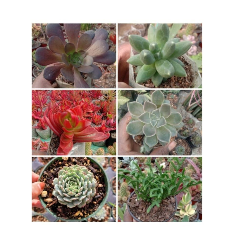 Urban Plants SUCCULENTS Combo Set of Succulents/ Cactus