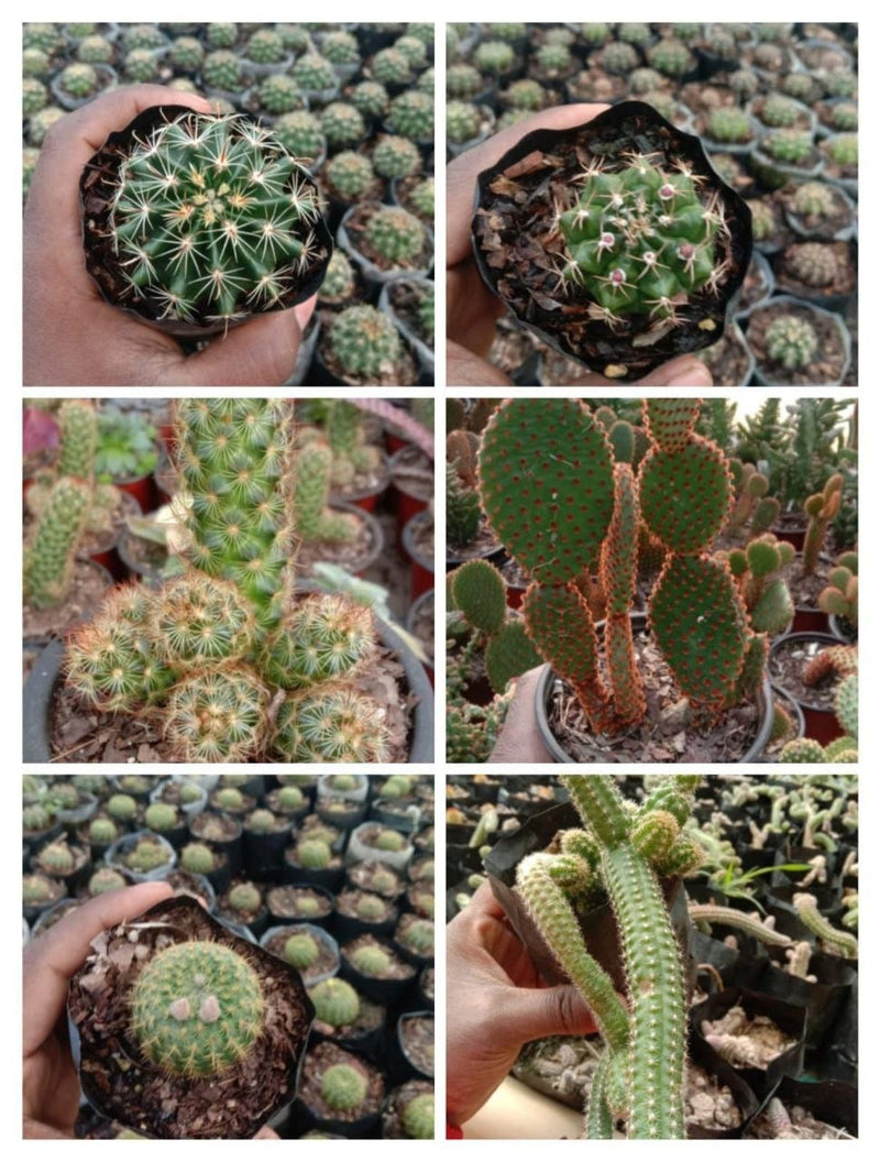 Urban Plants SUCCULENTS Set of 6 Cactus Combo Set of Succulents/ Cactus