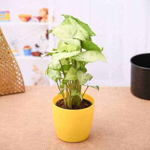 Urban Plants Syngonium Green - Plant Buy Syngonium Green Plant