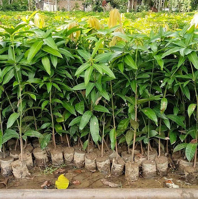 Urban Plants™ Tree Buy Langra Mango/Banarasi/ Malda Mango(Grafted) Plant - Medium Size Buy Langra/ Banarasi/ Malda Mango Tree