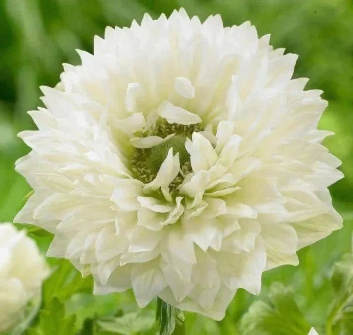 Urban Plants™ White Buy Anemone Flower bulb (set of 4)