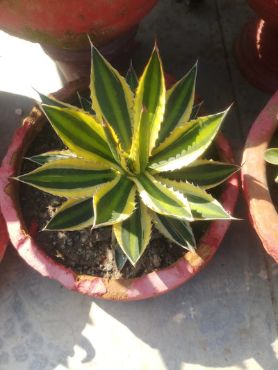 Vaatika SUCCULENTS Combo Of 3 Plants