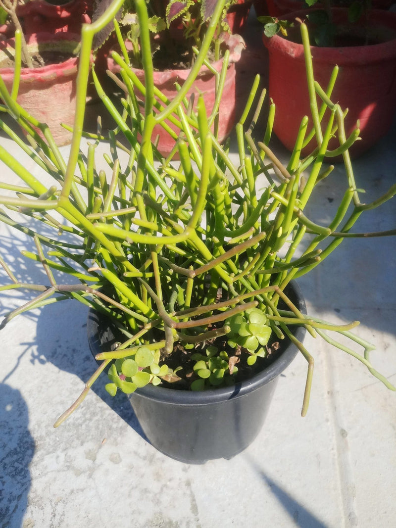 Vaatika SUCCULENTS Combo Of 3 Plants