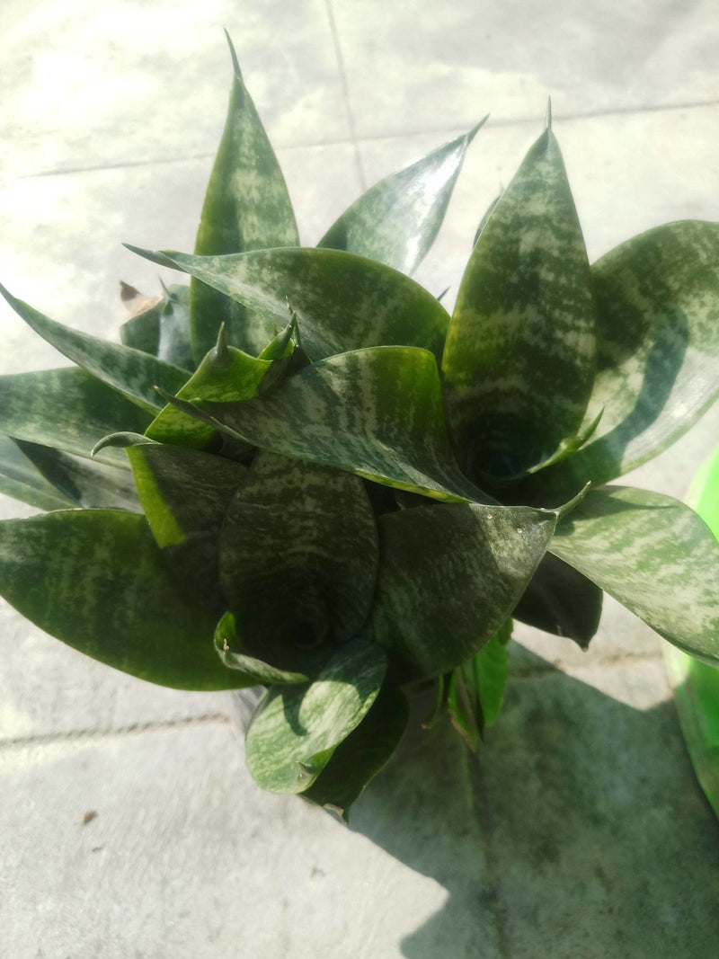 Vaatika SUCCULENTS Combo Of 5 Plants
