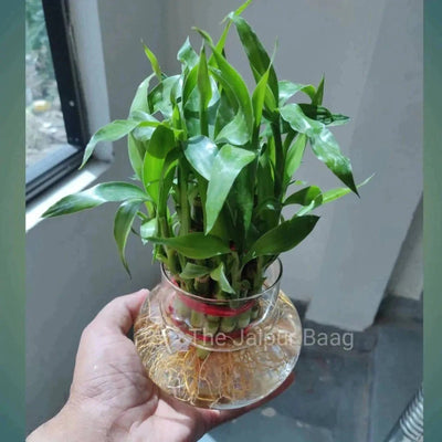 Vansh Pradeep Singh Indoor plant Lucky Bamboo - 2 layer in glass jar Buy Lucky bamboo Plant Online