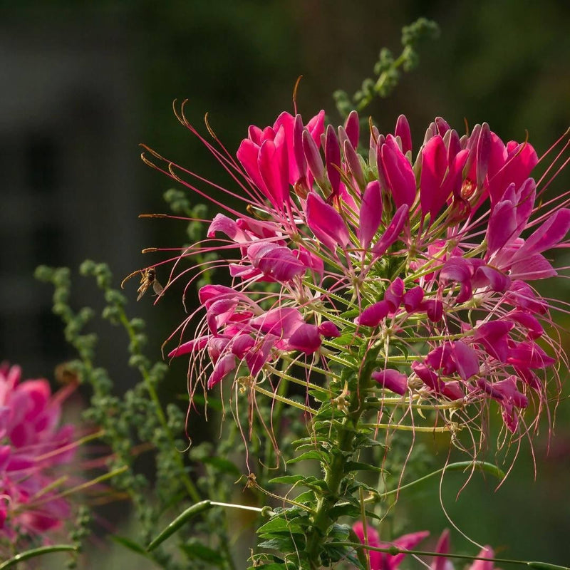 Vinz seeds Seeds Cleome Spinosa Mixed Color Seed Buy Cleome Spinosa Mix Seed Online from Urban Plants at Lowest price 