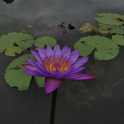 Vishnu Waterplant Purple Tropical Water Lily Plant
