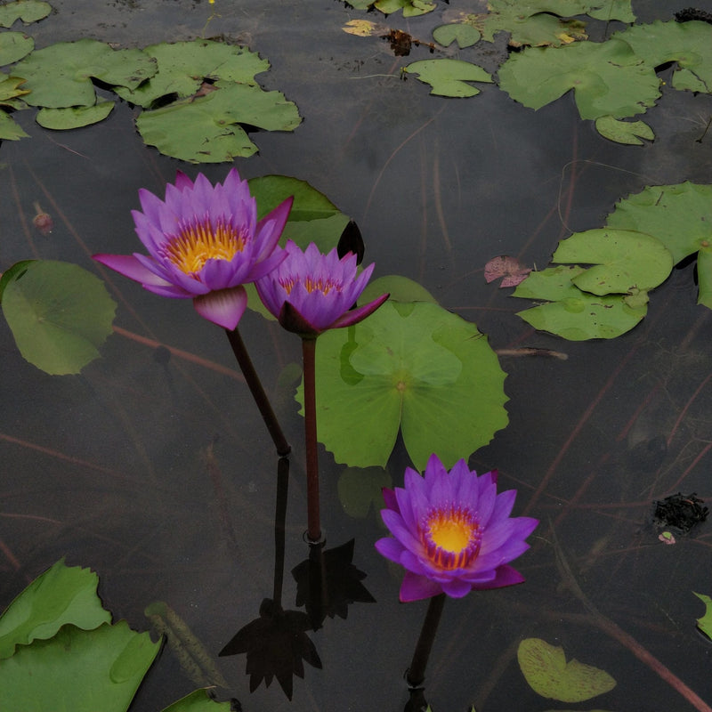 Vishnu Waterplant Purple Tropical Water Lily Plant